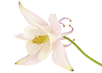 Flower of aquilegia, blossom of catchment closeup, isolated on white background