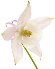 Naklejka na ściany i meble Flower of aquilegia, blossom of catchment closeup, isolated on white background