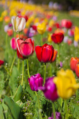 colorful field of spring flowers