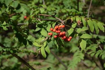 Plants in the summer deciduous forest