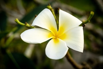closed up macro shot of a beautiful white orchid 
