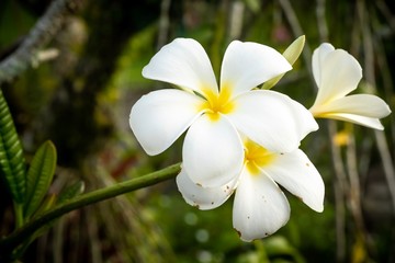 closed up macro shot of a beautiful white orchid 