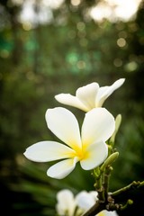 closed up macro shot of a beautiful white orchid 