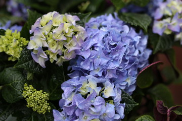 Close up of blue hydrangea flower.