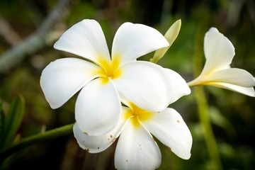 Obraz na płótnie Canvas closed up macro shot of a beautiful white orchid 