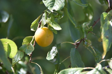Prune jaune
