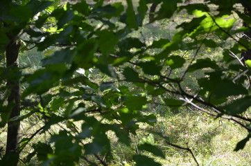 forest tree nature green path  landscape  spring