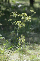Plants in the summer deciduous forest