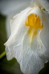 Fototapeta na wymiar closed up macro shot of a beautiful white orchid 