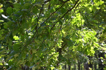 Fototapeta na wymiar forest tree nature green path landscape spring