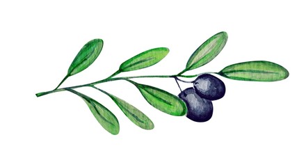 Obraz na płótnie Canvas Beautiful olive plant on grey background watercolor illustration