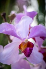 closed up macro shot of a beautiful purple orchid 