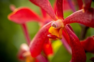 closed up macro shot of a beautiful red orchid 
