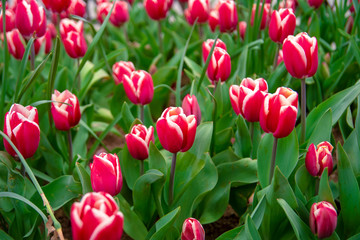 Colorful flower beds during the annual April tulip festival in Istanbul