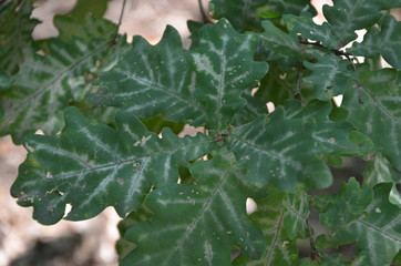 forest tree nature green path  landscape  spring