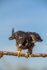 Common buzzard is getting ready for flight 2