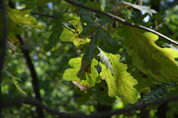 forest tree nature green path  landscape  spring