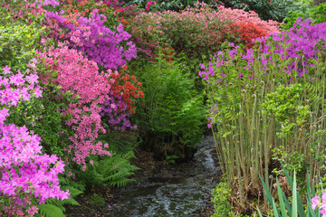 The beautiful flowers in bloom at the Isabella Plantation, Richmond Park