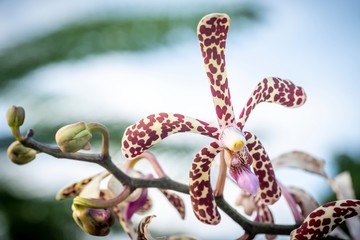 closed up macro shot of a beautiful purple orchid 