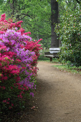 The beautiful flowers in bloom at the Isabella Plantation, Richmond Park