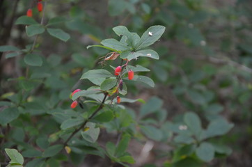 Plants in the summer deciduous forest