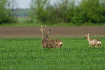 Naklejka na ściany i meble Roe deer and two does on the fild of weat