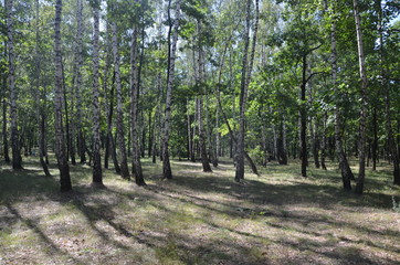 forest tree nature green landscape park