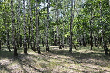 forest tree nature green landscape park