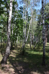 forest tree nature green landscape park