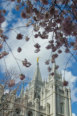 The pink cherry blossoms in the garden grounds of the salt lake temple. 