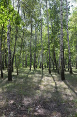 forest tree nature green landscape park
