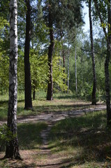 forest tree nature green landscape park