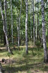 Obraz premium forest tree nature green landscape park