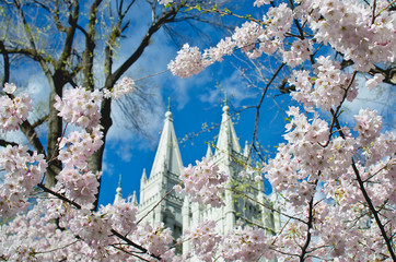 The back side of the salt lake city temple from the temple park in the spring sun. 