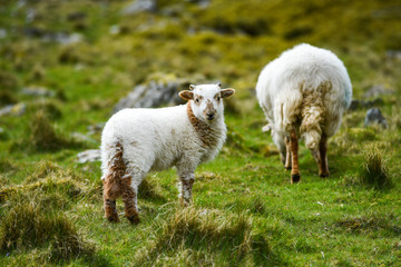 A small lamb with mother grazing on the grass in England