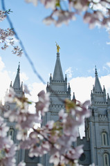 A front view of the tower tops on the salt lake temple in the spring daylight. 