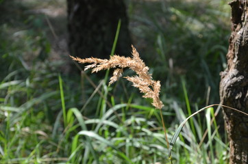 Plants in the summer deciduous forest