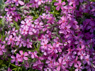 autumn yellow maple leaf in coleus leaves