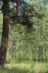 Fototapeta premium forest tree nature green landscape park