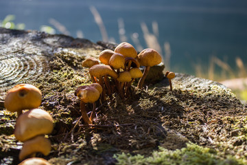 mushrooms on a tree stump at a lake
