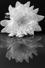 Black and White Flower