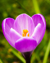 Flower Close Up Purple