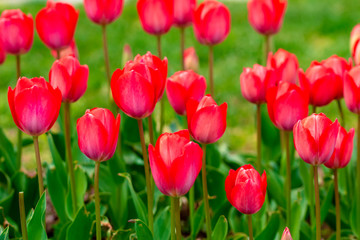 Fototapeta premium Colorful flower beds during the annual April tulip festival in Istanbul