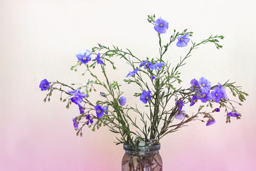small blue flowers. flowering flax plant in a glass jar