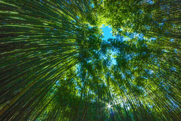 in a sunny day in a bamboo forest
