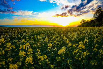 Obraz premium Beautiful rape field at sunset