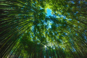 in a sunny day in a bamboo forest