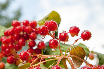 Obraz premium ripe berries of viburnum with raindrops