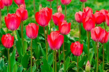 Colorful flower beds during the annual April tulip festival in Istanbul