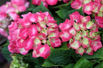 Close up of light green with pink hydrangea flower